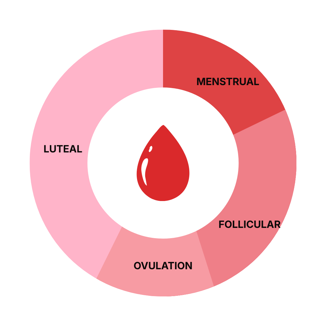 Menstrual cycle phases: menstrual, follicular, ovulation, luteal